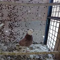 نر هما سرور پرشی بهشرط