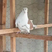 کفتر ی جایی پرشی