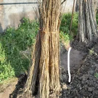 نهال صنوبر زود رشد نهالستان کاسپین