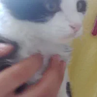 گربه خانگی تربیت شده/واکسینه/بسیار تمیز|گربه|ارومیه, |دیوار