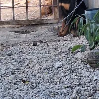 واگذاری سه عدد سگ ژرمن و روت وایلر|سگ|اصفهان, بهارستان|دیوار