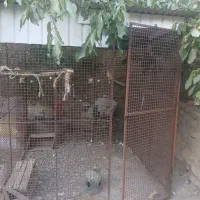قفس بزرگ