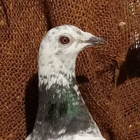 جوگی مسافتی