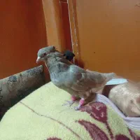 قهوه ای|پرنده|کارون, |دیوار