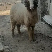 حمیدیه دهکده