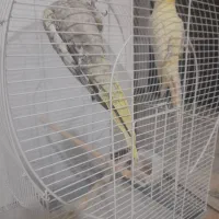 یک جفت عروس هلندی  نر وماده