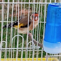 سهره جوجه قفس حلقه پا