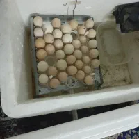دستگاه جوجه کشی