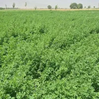 یونجه دستی