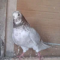 دوتا کبوتر نر