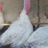 بوقلمون بیوتی درجه یک