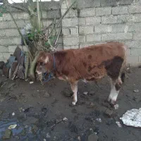 گوساله نر جرسی|حیوانات مزرعه|تولم شهر, |دیوار