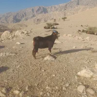 شحاز‌ گله‌رون