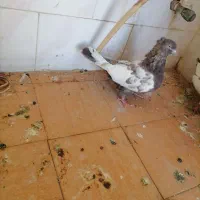 کبوتر سینه|پرنده|ارسنجان, |دیوار