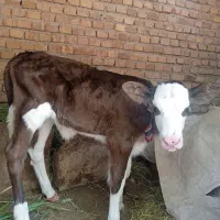 گوساله نروماده