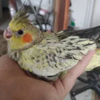 عروس هلندی نر ۴ ماهه|پرنده|قرچک, شهرک طلائیه|دیوار