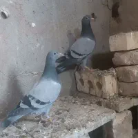 دوجفتجوجهمسافتیباجفتنروماده|پرنده|هامون, |دیوار