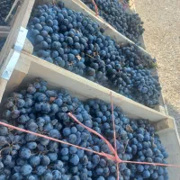 انگورسیاه سردشت