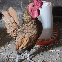 مرغ و خروس گلین طوسی