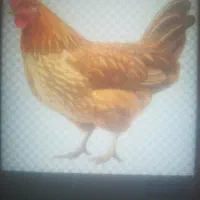 مرغ