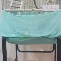 دو عدد عروس هلندی ماده مست تخم گذار با وسایل کامل|پرنده|تهران, فرزانه|دیوار