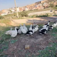 اردک محلی و خارجی غاز قوغاز|حیوانات مزرعه|گرگان, |دیوار