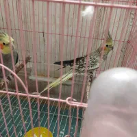 جفت عروس هلندی|پرنده|ایذه, |دیوار