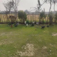 تخم مرغ گلین|حیوانات مزرعه|رضوانشهر, |دیوار