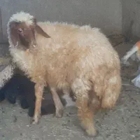 بره ماده چاق در ملکشاهی