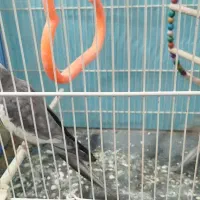 عروس هلندی|پرنده|مشهد, شهید بصیر|دیوار