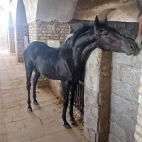 اسب