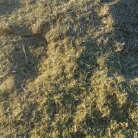 خوراک دام وشتر وغیره|عمده‌فروشی|سبزوار, قصبه غربی|دیوار