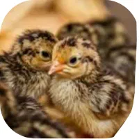 جوجه بلدرچین 6 روزه تا 8 روزه