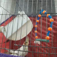 عروس هلندی گل باقالی|پرنده|همدان, |دیوار