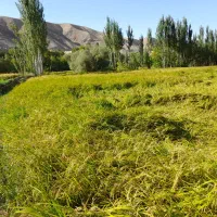 برنج کلات لاین ارگانیک