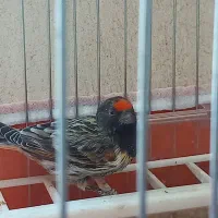 سهره گلبسر نر فنچ