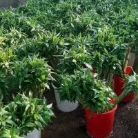 لوتوس آبی لوتوس خاکی|گل و گیاه طبیعی|شریفآباد, |دیوار