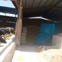 کاه گندم درجه یک