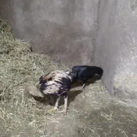 مرغ وخروس لاری اصل