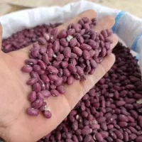 لوبیا قرمز بوجاری