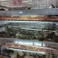 قفس گالوانیزه و اصولی بلدرچین تخم گذار