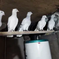 کفتر|پرنده|نیشابور, مازول|دیوار