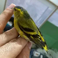 سهره.سبز.فنچ.یاسمین.قناری