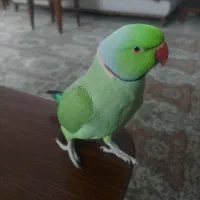 طوطی ملنگو نر بالغ