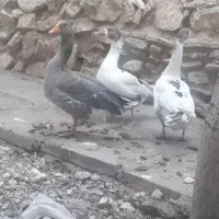 غاز