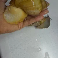 حلزون مولد|خزنده|تهران, خواجه نظام الملک|دیوار