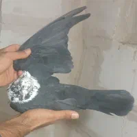 کلاغ سیاه کاکلی