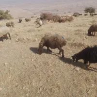 میش آبستن|حیوانات مزرعه|کوهدشت, |دیوار