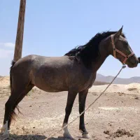 کره اسب مادیون|اسب و تجهیزات اسبسواری|کنگاور, |دیوار