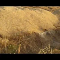 کاه گندم درجه 1